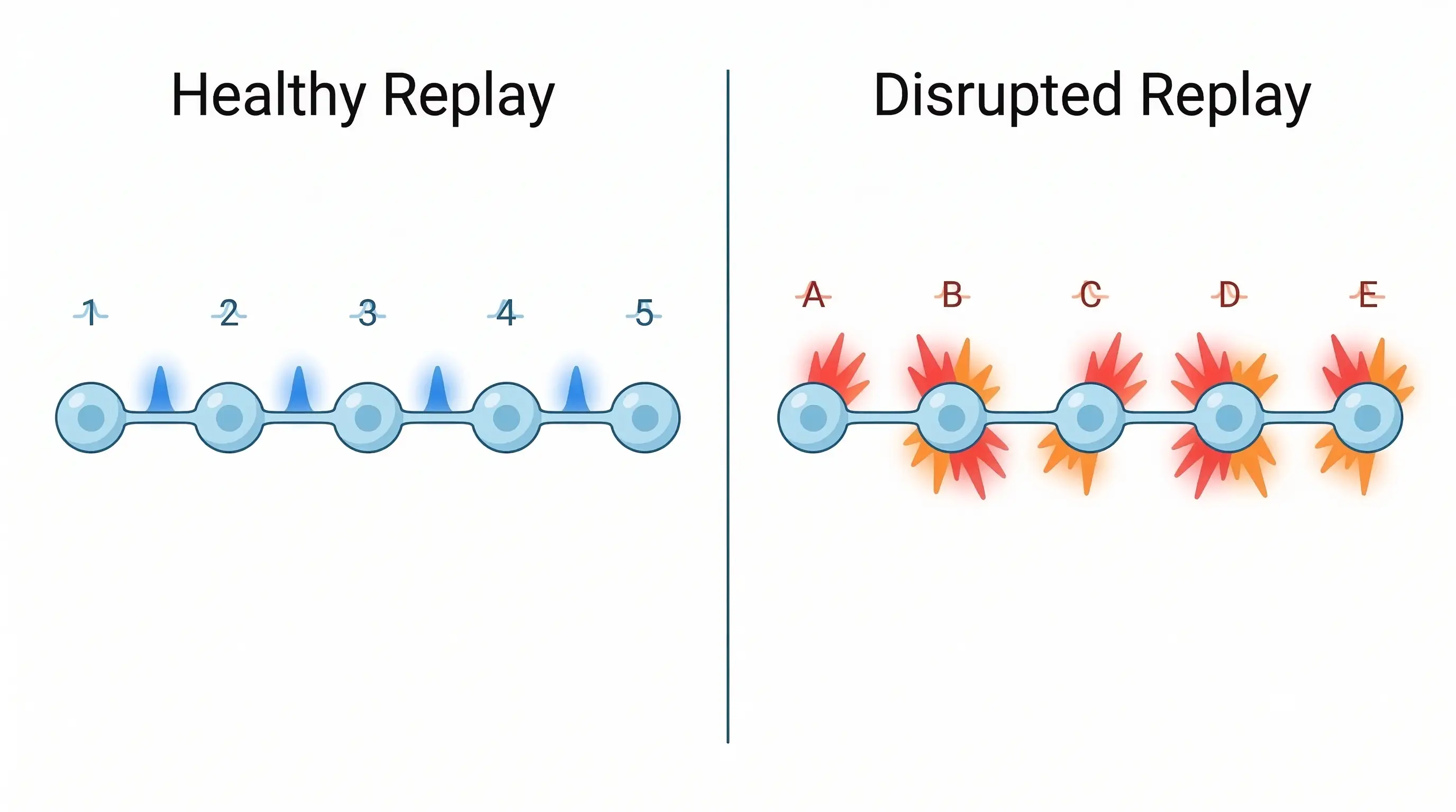 Scientific illustration comparing ordered neural firing sequences in a healthy brain versus disordered, overlapping sequences in an Alzheimer's-affected brain